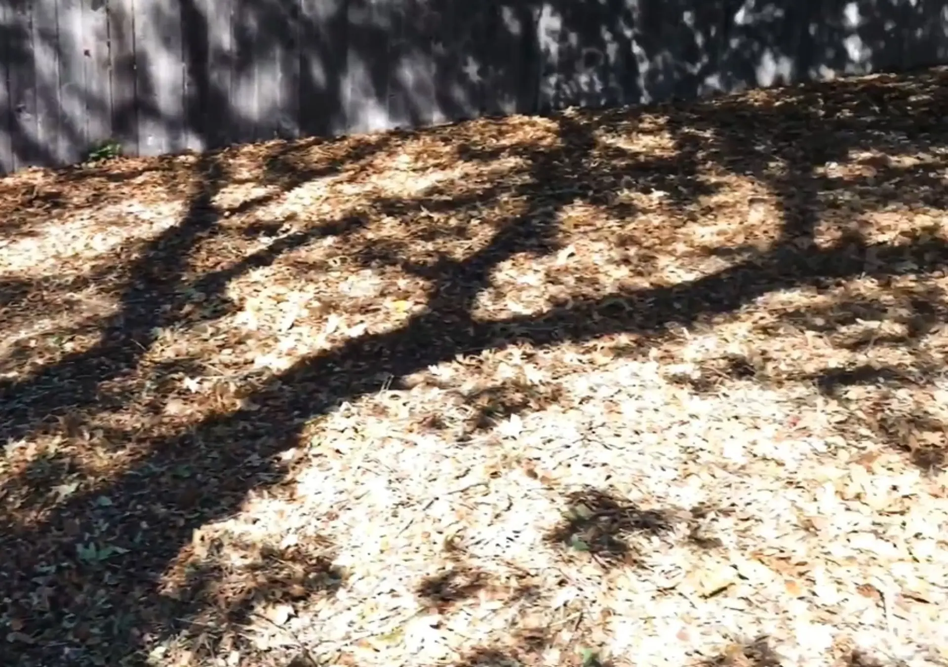 Yard leaf and mulch buildup before removal