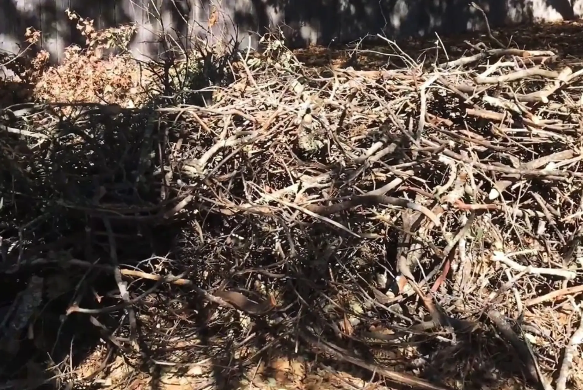 Dead branch and brush pile cleared for yard waste removal in Irvine